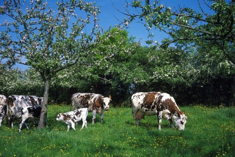 Normandy cow, domestic cattle under apple trees, Normandy