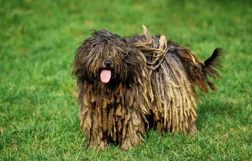 Bergamo shepherd dog or Bergamo shepherd dog, dog standing on grass