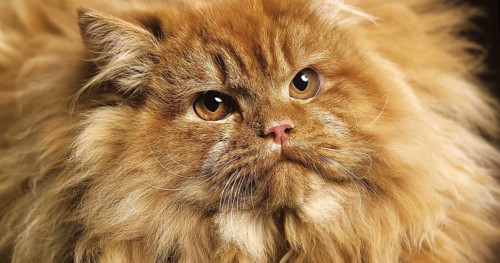 Red Self Persian Domestic Cat laying against Black Background