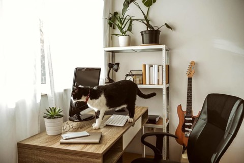 Cat walking desk indoors