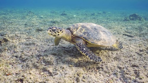 Hawksbill Sea Turtle (Eretmochelys imbricata) or Bissa swims over of coral reef, Red sea, Egypt,