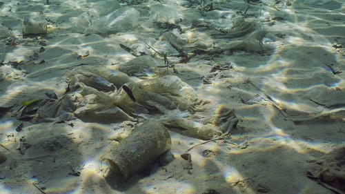 Plastic garbage lies on sandy-silty bottom of sea in shallow water on bright sunny day in sun glare