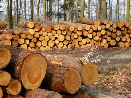 Maulbronn, needle, wood store in the forest, logs