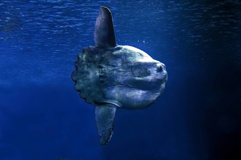 SUNFISH (mola mola), California, USA, North America