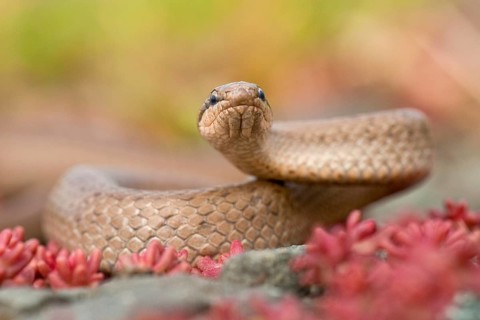 Smooth snake (Coronella austriaca) Rhineland-Palatinate, Germany, Europe