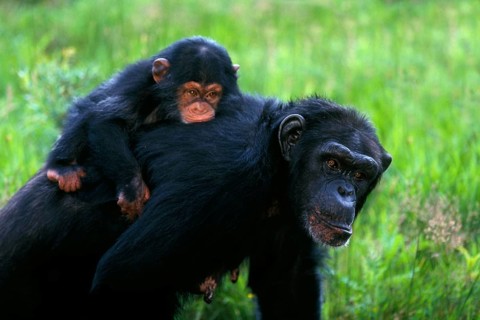 Chimpanzee, female carrying young on her back, common chimpanzee (Pan troglodytes)