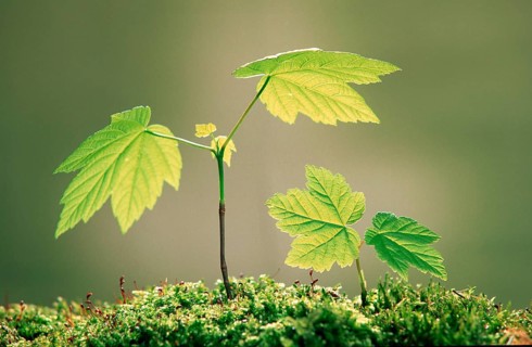 Sycamore (Acer pseudoplatanus), seedlings, Bergahorn, Saemlinge, Pflanzen, plants, Laubbaum,