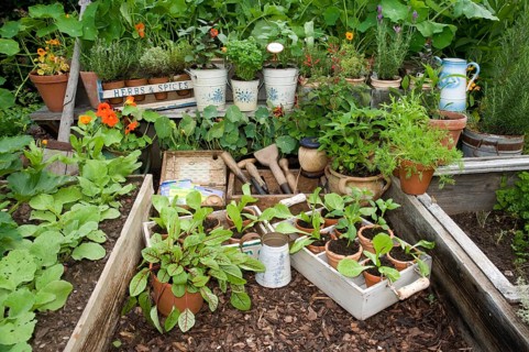 Garden with herbs