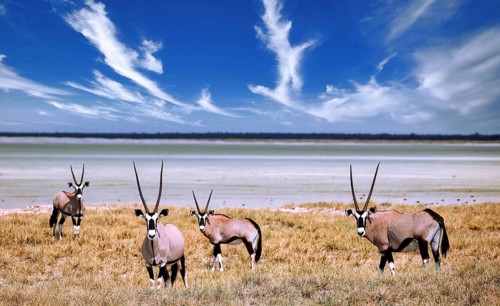 Oryx, Etosha-Nationalpark, Namibia, Africa