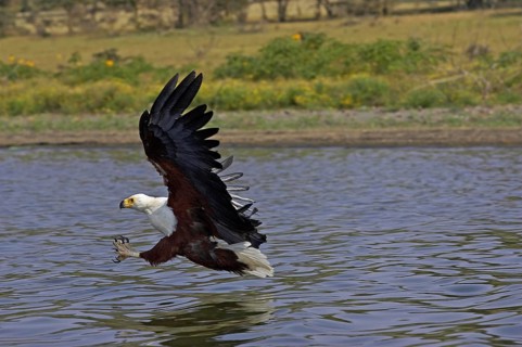 African Fish Eagle (haliaeetus vocifer), Adult in Flight, Fishing, Baringo Lake in Kenya