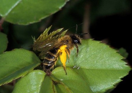 Honey Bee (apis mellifera), Adult with Pollen Baskets, Normandy