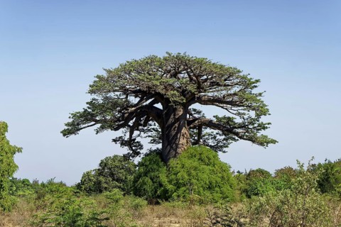African baobab (adansonia digitata), Madagascar, Africa