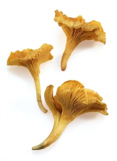 Chanterelle (cantharellus cibarius), chanterelle mushroom, chanterelle sponge, mushroom,
