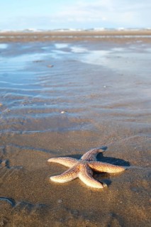 Starfish (Asteroidea) on the beach, blurred background, North Sea, Zandvoort, Netherlands