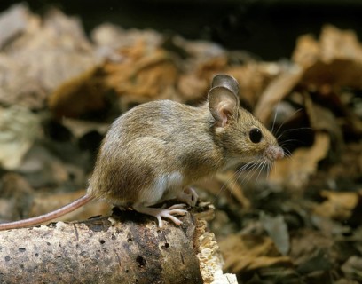 Yellow Necked Mouse (apodemus flavicollis), Adult