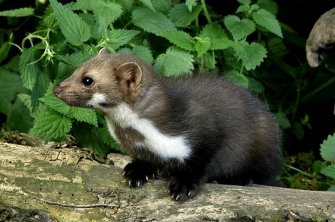 Stone Marten or Beech Marten (martes foina), Young standing on Stump
