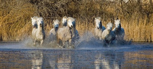 Camargue Horses, Herd galloping in Swamp, Saintes Marie de la Mer in Camargue, South of France