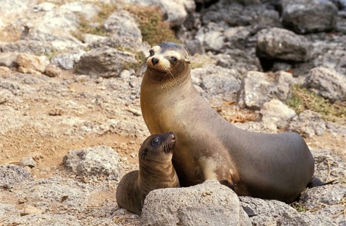 Galapagos Sea Lion (zalophus californianus) wollebacki, Female with Pup standing on Rocks