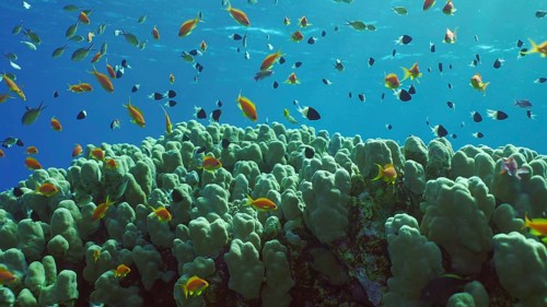 Hard corals colony Porites, school of colorful tropical fish swims above top of coral reef in