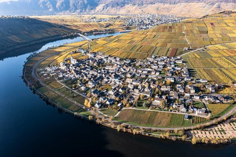 Aerial view, vineyards in autumn, Minheim, Piesport, Mosel, Region Bernkastel-Wittlich,
