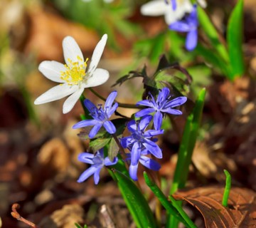 Blossoms anemone (Anemone nemorosa) and bluestem (Scilla bifoliata) detail view on forest floor,