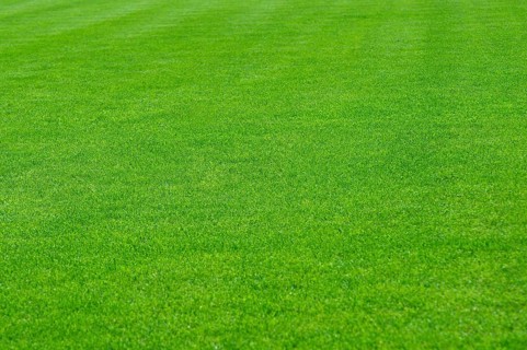 Green lawn beautiful sports field, grass