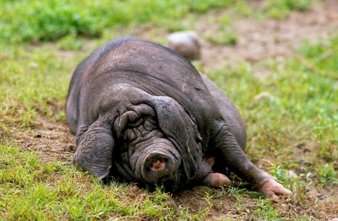 Meishan pig (Sus scrofa f. domestica) Chinese masked pig