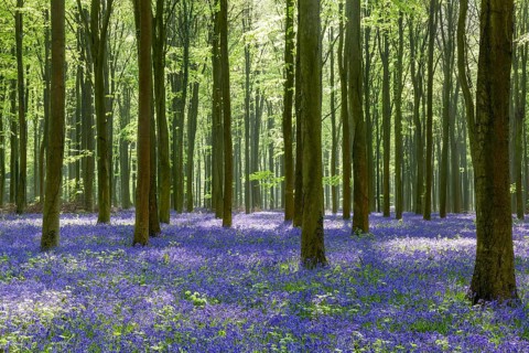 Bluebells in Wepham Woods