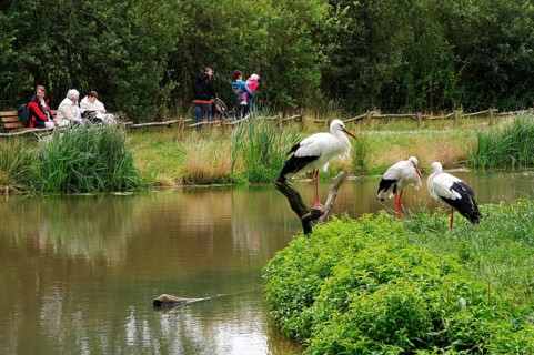 White Storks (Ciconia ciconia), nature zoo, Rheine, Lower Saxony, Germany, Europe