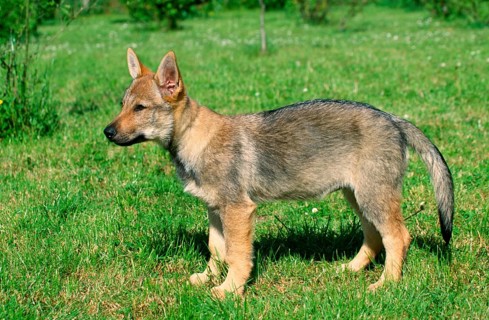 Czechoslovakian Wolfhound, puppy, 12 weeks, sideways