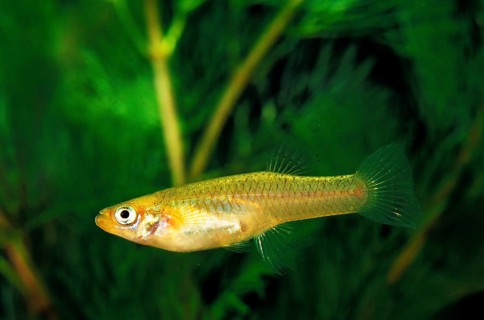 Mosquito Fish (gambusia affinis)