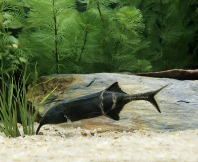 Gnathonemus brevicaudatus, Mormyrus petersii, Elephant Nose Fish (gnathonemus petersii), Elephant