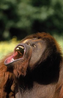 ORANG UTAN (pongo pygmaeus), MALE WITH OPEN MOUTH