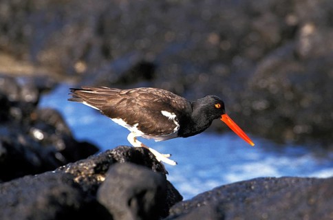 Oystercatcher (haematopus ostralegus), Adult standing on Rock, Galapagos Islands