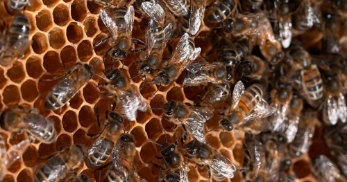 |European Honey Bee (apis mellifera), Bees on a wild Ray, dance to indicate the foraging area, Bee