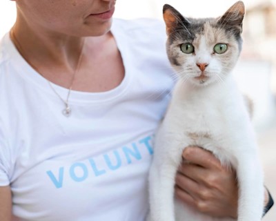 Cute curious cat being held by woman outdoors