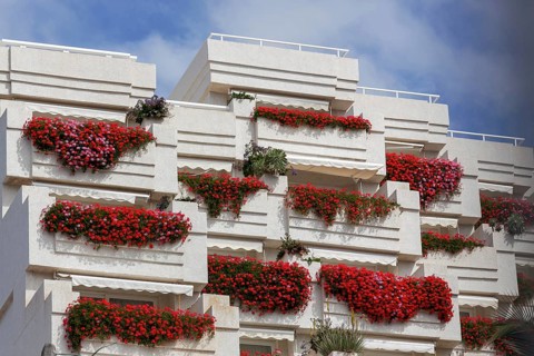 LOS GIGANTES, TENERIFE/SPAIN - FEBRUARY 21 : Vivid red geraniums hanging from balconies on an
