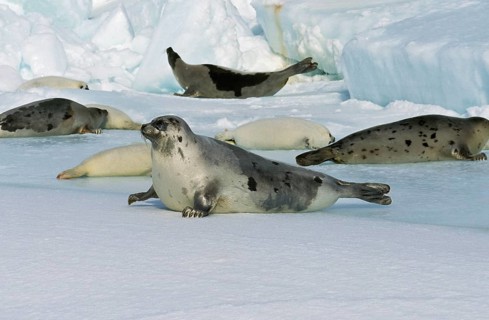 Harp seal (pagophilus groenlandicus), GROUP ON ICE FIELD, MAGDALENA ISLAND IN CANADA