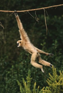 White-Handed Gibbon (hylobates lar), Moving, hanging from Liana