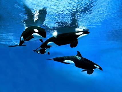 Killer Whale (orcinus orca), Group with Female and Calf