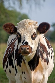 NORMANDY CATTLE, PORTRAIT OF WOMAN, NORMANDY