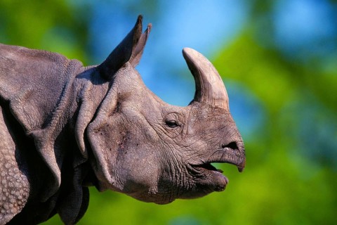 Indian rhinoceros (Rhinoceros unicornis)