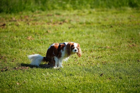 Cavalier King Charles Spaniel, bitch, blenheim, defecating