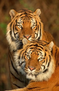 Sumatran Tiger (Panthera tigris sumatrae)