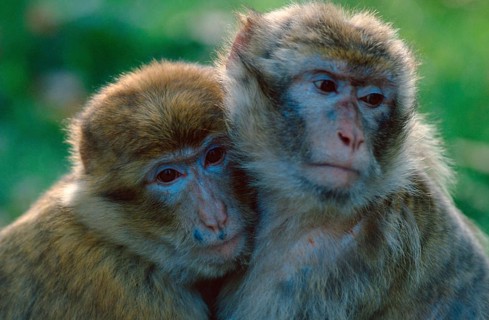 Barbary macaques (Macaca silvanus)