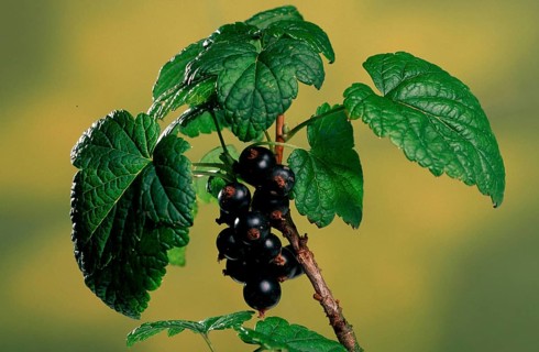 Black (Shrubs) currant (Ribes nigrum), leaves and fruits (Plants) (Plants) (Gooseberry family)