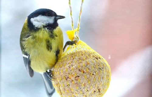 Great tit (Parus major), feeding on a fat ball, bird feeding station, Wisamr, Mecklenburg-Western