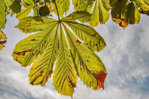 Chestnut leaf for autumn