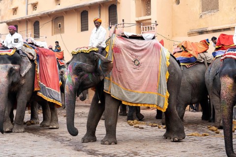 Jaipur, India, December 12, 2019: Decorated elephants waiting for tourists at Amber Fort, Asia