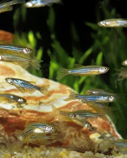 Zebrafish (brachydanio rerio) (Brachydanio rerio), Zebrafish, Animals, Other animals, Fishes,